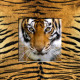 Obraz na plátne 30x30 Tiger