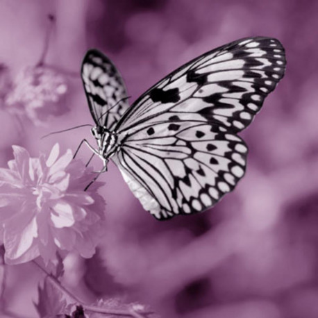 Obraz na plátne 30x30 Motýľ violet I.