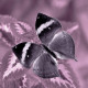 Obraz na plátne 30x30 Motýľ violetII.