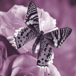 Obraz na plátne 30x30 Motýľ violet III.