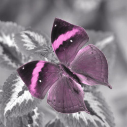 Obraz na plátne 30x30 Motýľ shadow II.