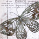 Obraz na plátne 50x50 3D Motýlia pošta II.