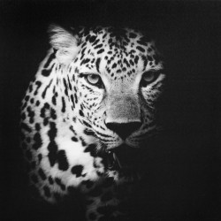 Obraz na plátne 50x50 Leopard