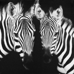 Obraz na plátne 50x50 Black&White Zebry